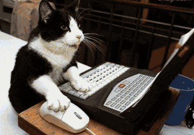 Gatito esperando el comprobante